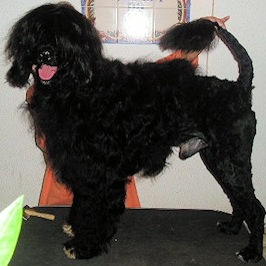 portuguese water dog : Ibn Harun Temporal Na Costa